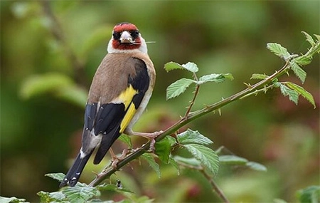 Bird Watching